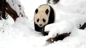 STUDIU: Strămoşii urşilor panda gigant nu se alimentau doar cu bambus 