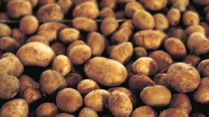 În raionul Criuleni a fost organizat festivalul cartofilor