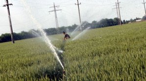 Afaceri de circa 8 miliarde de euro. România a înregistrat cel mai bun rezultat agricol din istorie