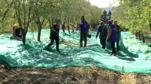 Migdalele crescute în Moldova cuceresc pieţele europene. Peste 450 de tone, exportate în 2017 în UE