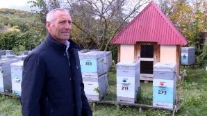 Afacere cu albine. Un apicultor din Chişcăreni oferă terapie gratuită tuturor doritorilor