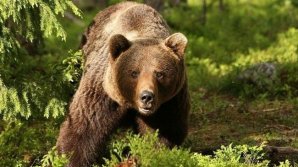 IRONIA SORŢII: Un vânător a fost strivit de ursul pe care l-a împușcat