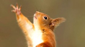 Caz rar în SUA. Un bărbat a murit după ce a mâncat creier de veveriță