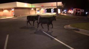 Haos pe o autostradă din Georgia, după ce un TIR încărcat cu viţei s-a răsturnat. Bovinele au provocat patru accidente