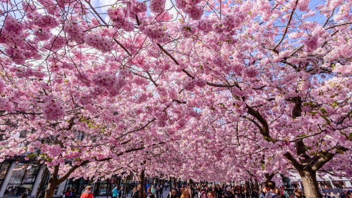 FENOMEN RAR în Japonia. Au înflorit cireşii 