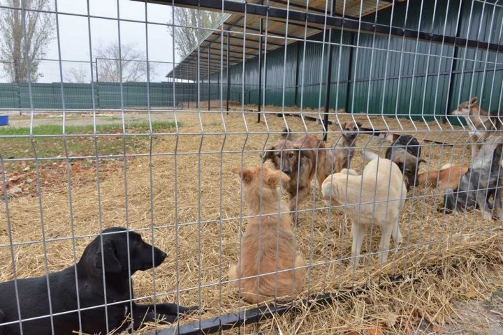 În Chișinău a fost inaugurat primul centru de îngrijire a câinilor maidanezi (FOTO)