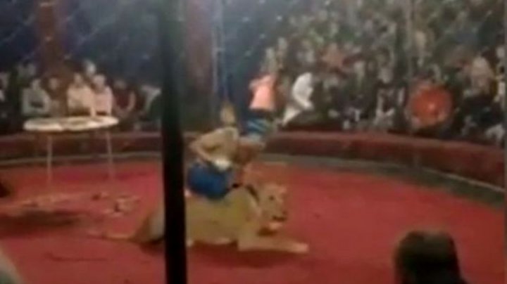 MOMENTE DE GROAZĂ la circ. O fetiţă de patru ani a fost atacată de leu (VIDEO +18)