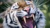 Una dintre cele mai ample vânători din istorie: O tigroaică a fost ucisă după ce a omorât 13 oameni