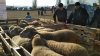 Zeci de crescători de oi și capre şi-au prezentat animalele la iarmarocul "Mioriță laie - bucălaie" în Cimișlia