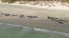 Încă 51 de balene-pilot au eşuat pe o plajă din Noua Zeelandă