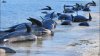 Circa 145 de balene pilot au murit pe o plajă izolată din Noua Zeelandă