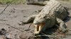 Crocodilii dintr-un sat din Burkino Faso sunt hrăniţi de localnici şi înmormântaţi cu ceremonii speciale
