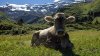 CU sau FĂRĂ COARNE. Elveția urmează să decidă dacă fermierilor, care lasă coarnele vacilor, li se vor plăti SUBVENȚII