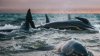 Mărturiile turistei care a descoperit 145 de balene eşuate pe plajă: Nu o sa uit cum plângeau