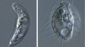 Cercetătorii au descoperit o nouă formă de viață