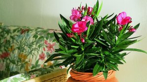 Planta minunată pe care o ai acasă şi care te OTRĂVEŞTE