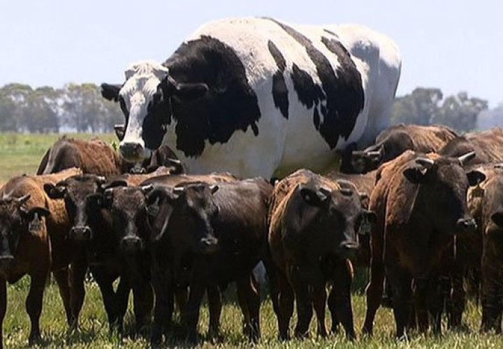 CEL MAI MARE BOU din Australia. Este atât de greu că a scăpat de la sacrificare (FOTO)