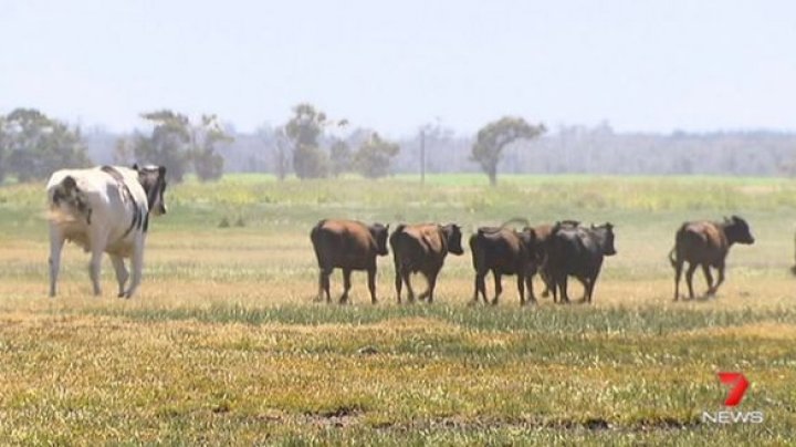 CEL MAI MARE BOU din Australia. Este atât de greu că a scăpat de la sacrificare (FOTO)