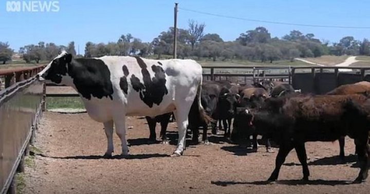 CEL MAI MARE BOU din Australia. Este atât de greu că a scăpat de la sacrificare (FOTO)