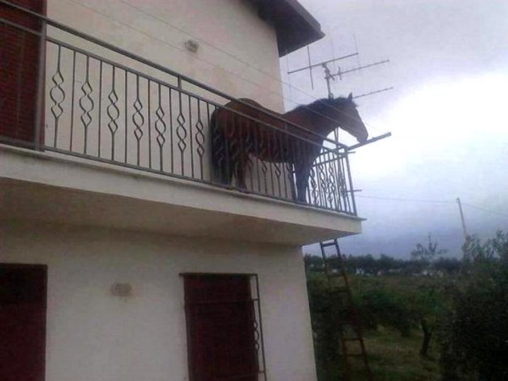 Cineva a confundat grajdul cu balconul. Un cal, surpins legat de balustrada unui balcon (FOTO)