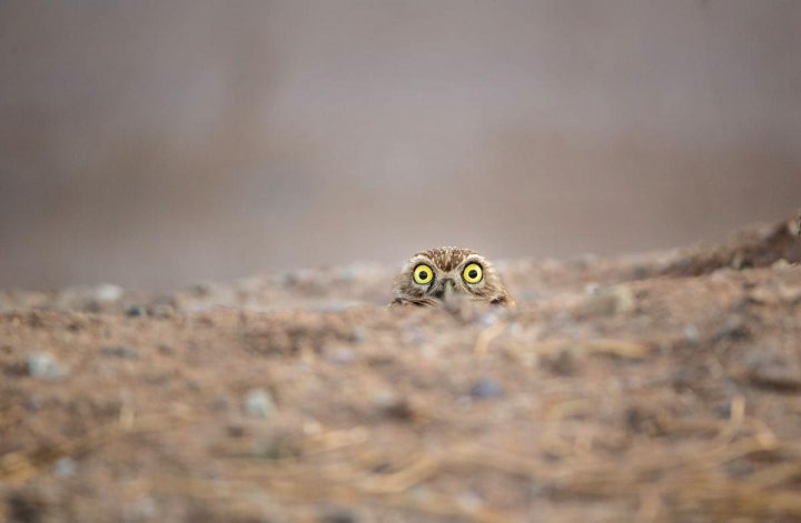 Au stârnit HOHOTE DE RÂS! Cele mai amuzante poze cu animale din 2018 (GALERIE FOTO)