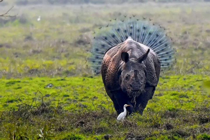 Au stârnit HOHOTE DE RÂS! Cele mai amuzante poze cu animale din 2018 (GALERIE FOTO)