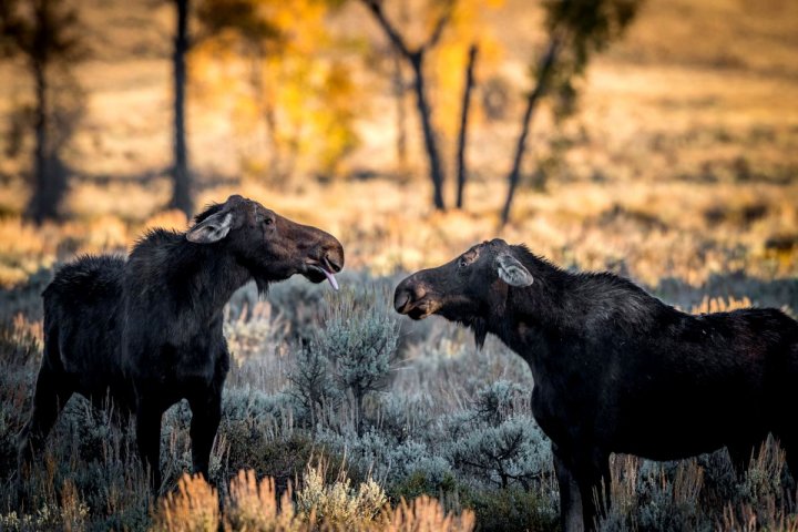 Au stârnit HOHOTE DE RÂS! Cele mai amuzante poze cu animale din 2018 (GALERIE FOTO)