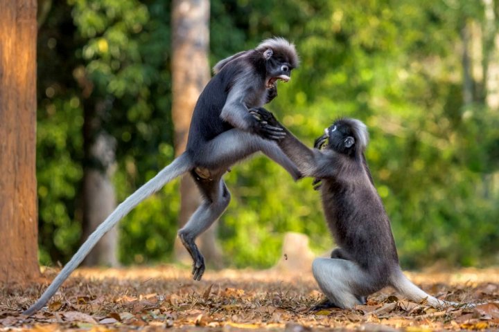 Au stârnit HOHOTE DE RÂS! Cele mai amuzante poze cu animale din 2018 (GALERIE FOTO)