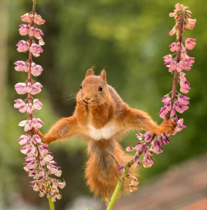 Au stârnit HOHOTE DE RÂS! Cele mai amuzante poze cu animale din 2018 (GALERIE FOTO)