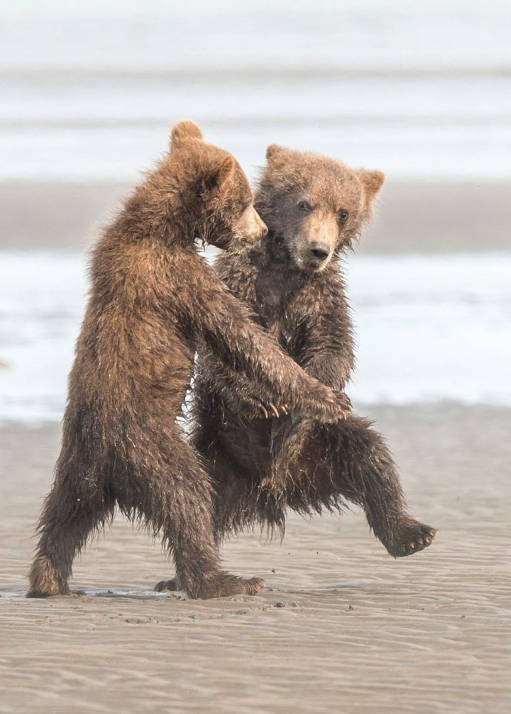 Au stârnit HOHOTE DE RÂS! Cele mai amuzante poze cu animale din 2018 (GALERIE FOTO)