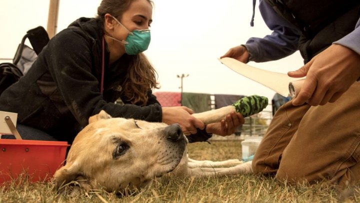 Sandra Bullock donează 100.000 de dolari pentru a ajuta la salvarea animalelor prinse în incendiile din California