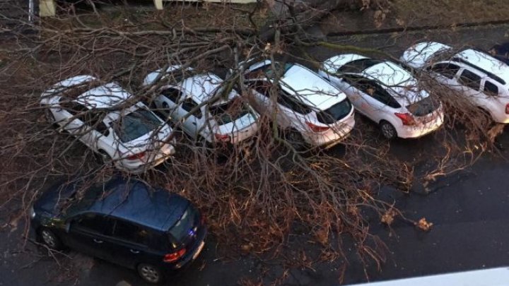 PRIVELIŞTE APOCALIPTICĂ. Şase automobile parcate, AVARIATE de un copac doborât de vânt (FOTO)