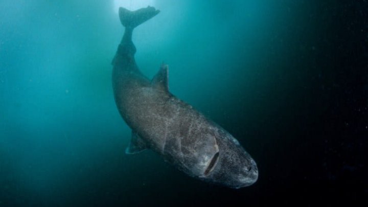 DESCOPERIRE INCREDIBILĂ în Oceanul Atlantic. Oamenii de ştiinţă au găsit CEL MAI BĂTRÂN RECHIN DIN LUME (FOTO)