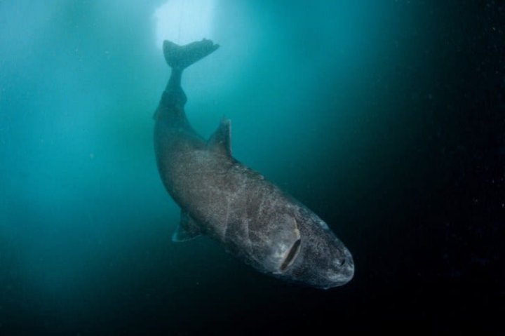 DESCOPERIRE INCREDIBILĂ în Oceanul Atlantic. Oamenii de ştiinţă au găsit CEL MAI BĂTRÂN RECHIN DIN LUME (FOTO)