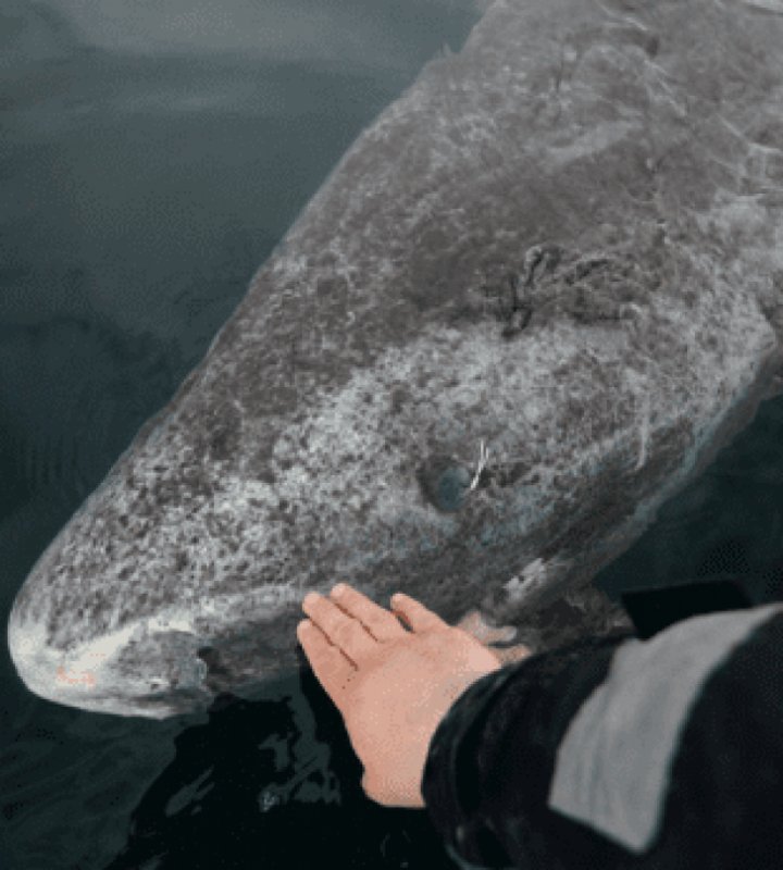 DESCOPERIRE INCREDIBILĂ în Oceanul Atlantic. Oamenii de ştiinţă au găsit CEL MAI BĂTRÂN RECHIN DIN LUME (FOTO)