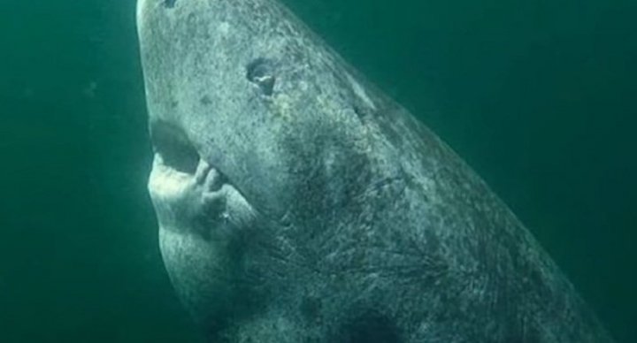 DESCOPERIRE INCREDIBILĂ în Oceanul Atlantic. Oamenii de ştiinţă au găsit CEL MAI BĂTRÂN RECHIN DIN LUME (FOTO)