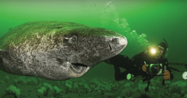 DESCOPERIRE INCREDIBILĂ în Oceanul Atlantic. Oamenii de ştiinţă au găsit CEL MAI BĂTRÂN RECHIN DIN LUME (FOTO)