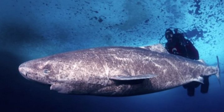 DESCOPERIRE INCREDIBILĂ în Oceanul Atlantic. Oamenii de ştiinţă au găsit CEL MAI BĂTRÂN RECHIN DIN LUME (FOTO)