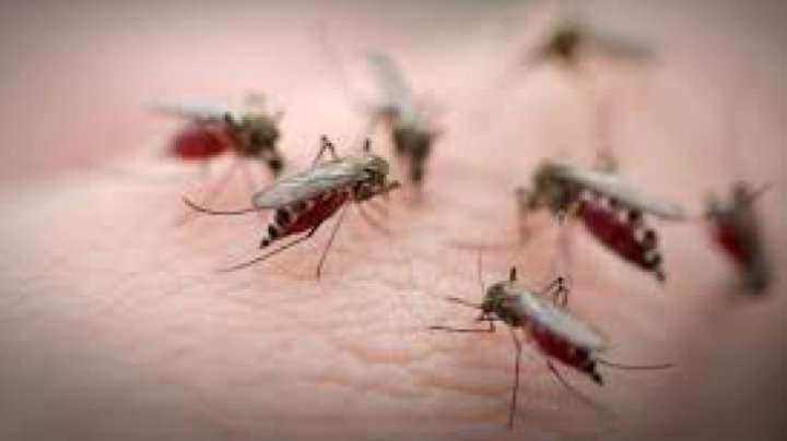 Virusul West Nile în România. Încă un caz a fost confirmat în Sibiu