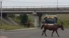 Mai multă siguranţă. A fost construit primul pod ecologic pentru animale. Unde se află acesta şi cum arată (VIDEO)