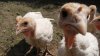 Imagini șocante filmate la o fermă din Anglia. Păsările arată ca-n filme de groază (VIDEO) 