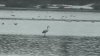 IMAGINI RARE. Un flamingo a fost surprins în apropiere de Moldova (VIDEO)