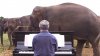 IMAGINI EMOŢIONANTE! Un muzician CÂNTĂ LA PIAN pentru nişte elefanţi bătrâni. Reacţia animalelor