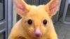 Pikachu ESTE REAL. Un oposum auriu, dintr-o specie rară, a fost găsit în Australia