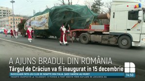 Pomul de Crăciun, oferit de Guvernul României, a ajuns în Capitală
