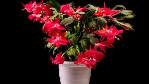 Cele mai bune sfaturi să îngrijești cactusul de Crăciun