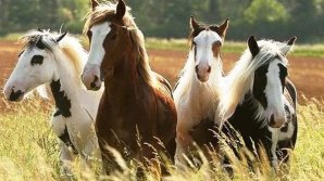 Povestea IMPRESIONANTĂ a unui moldovean care a salvat de la sacrificare patru cai. Cum a reușit