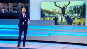 IMPACT: Cât de uşor poţi obţine o licenţă specială pentru vânătoare în Republica Moldova (VIDEO)