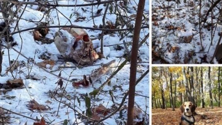 Descoperire ca în filmele de groază. Un craniu de om, găsit în parcul de la Ciocana (FOTO)