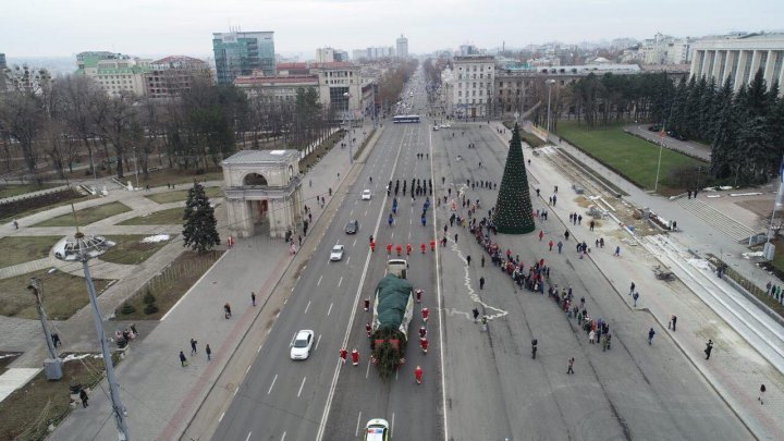 Bradul pentru Târgul de Crăciun a ajuns în Chişinău din munţii Carpaţi (FOTO)